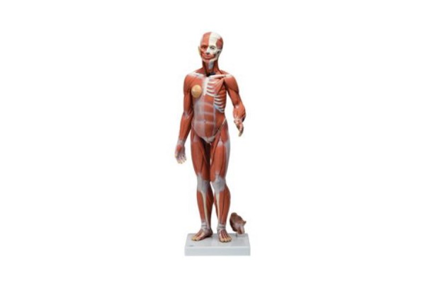 model mięśni człowieka o podwójnej płci, 33 części - 1019231 [b55] 3b scientific modele anatomiczne 2